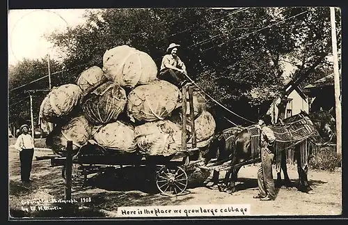 AK Pferdefuhrwerk mit Kohlköpfen als Fotomontage, optische Täuschung