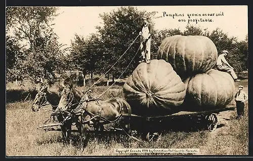 AK Pumpkins grown on our soil are profitable, riesige kanadische Kürbisse