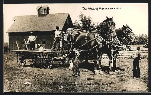 AK The kind of Horses we raise, riesige kanadische Zugpferde