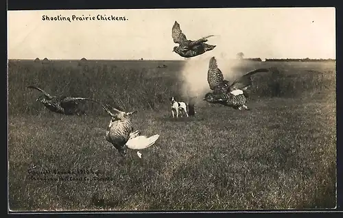 AK Shooting Prairie Chickens, kanadischer Jäger schiesst riesige Rebhühner
