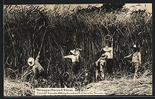 AK Harvest of Wheat, kanadische Bauern ernten riesigen Weizen