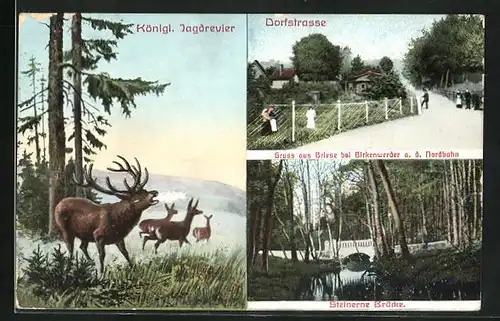 AK Briese / Nordbahn, Dorfstrasse, Steinerne Brücke, Hirsch und Rehe im Wald