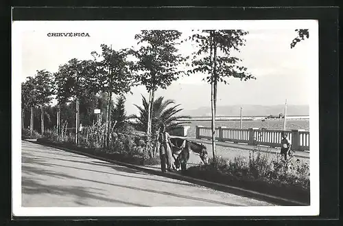 AK Crikvenica, Blick von der Palmenpromenade
