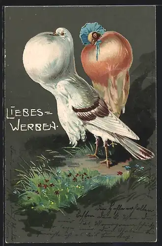 AK Liebeswerben, Tauberich möchte Weibchen imponieren