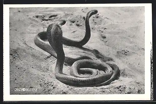 AK Zwei Königskobras im Sand