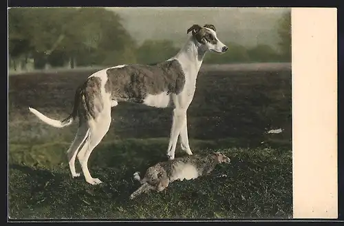 AK Jagdhund mit einem erlegten Hasen