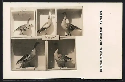 AK Nürnberg, Naturhistorische Gesellschaft, Ausgestopfte Gänsevögel in Vitrinen