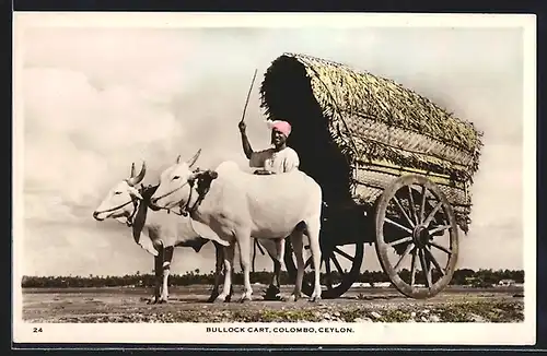 AK Colombo, Ceylon, Bullock Cart