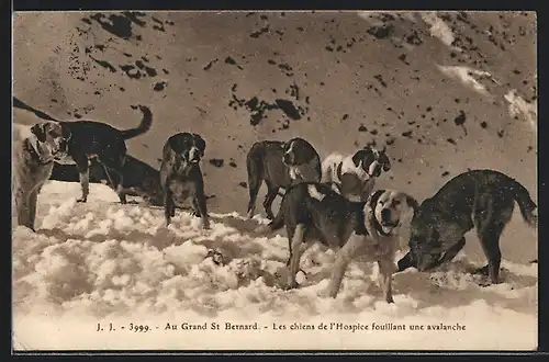 AK Grand St. Bernard, Les chiens de l`Hospice fouillant une avalanche