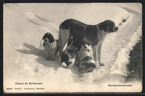 AK Grand St. Bernard, Bernhardiner mit Welpen im Schnee