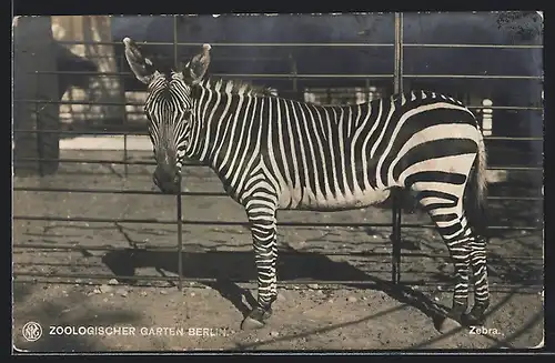 AK Berlin, Zebra im Aussengehege des Zoos