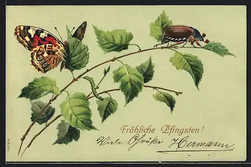 AK Maikäfer auf einem Zweig und Schmetterling, Pfingstgruss