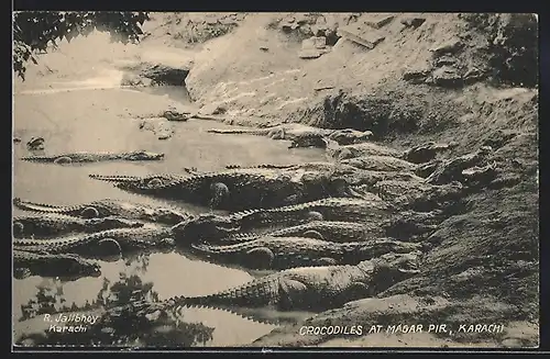 AK Magar Pir, Karachi, Crocodiles