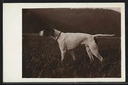 Foto-AK Jagdhund auf einem Feld, Seitenportrait