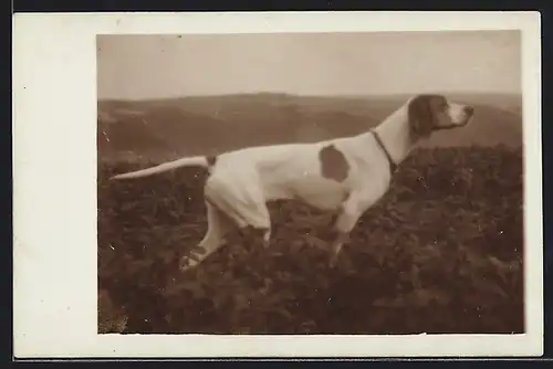 Foto-AK Jagdhund in einer Landschaft, Seitenportrait