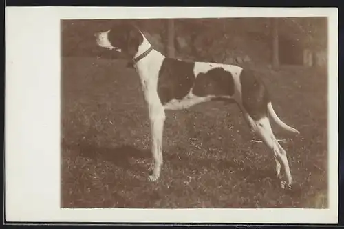 Foto-AK Schwarzweisser Jagdhund auf einem Feld, Seitenportrait