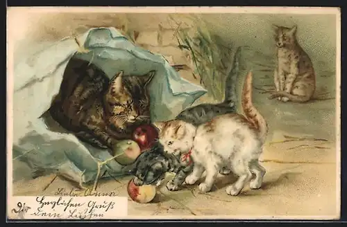 AK Katzen spielen mit Äpfeln
