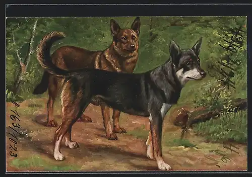AK schwarzer und brauner Hund nebeneinander auf einem Pfad