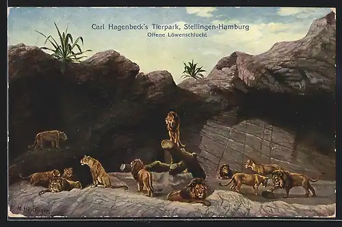 AK Hamburg-Stellingen, Offene Löwenschlucht in Hagenbecks Tierpark