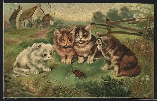 AK Vier Katzen beobachten einen Maikäfer