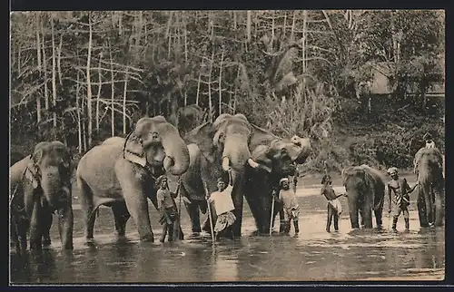 AK Colombo, Temple Elephants at Katugastota