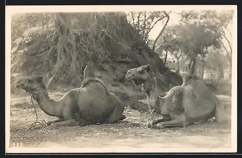 Foto-AK Zwei rastende Kamele vor Baumwurzeln