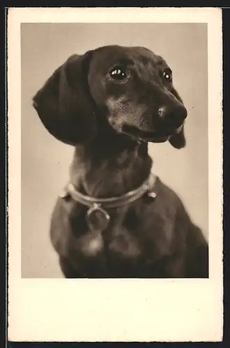 AK Dackel mit Halsband, Portrait