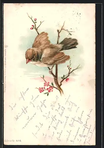 Lithographie Singvogel auf einem blühenden Zweig