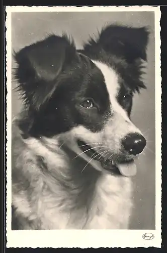 AK Kopf eines Hundes mit geflecktem Fell