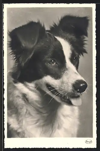 AK Kopf eines Hundes mit geflecktem Fell