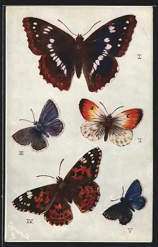 Künstler-AK Butterflies and Moths, verschiedene Motten und Schmetterlinge, Purple Emperor, Orange Tip, Painted Lady