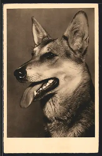 AK Portrait eines Schäferhundes, der seine Zunge zeigt