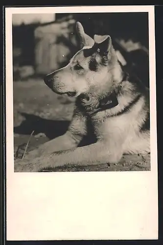 Foto-AK Junger Schäferhund, auf dem Bauch liegend