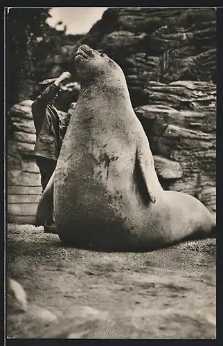 AK Hamburg-Stellingen, See-Elefant und Wärter in Hagenbecks Tierpark