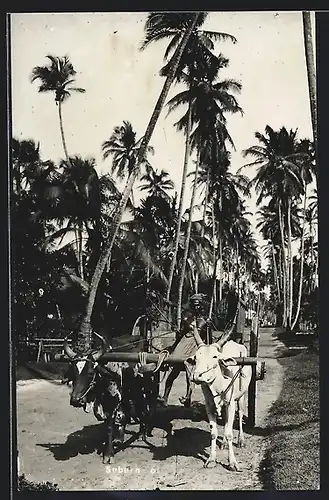 AK Afrikanischer Bauer auf Leiterwagen mit Rinder-Gespann