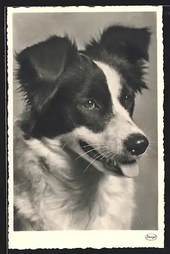 AK Kopf eines Hundes mit geflecktem Fell