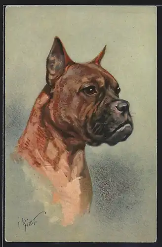 Künstler-AK Kopf eines Boxers