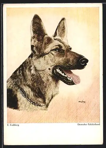 AK Deutscher Schäferhund mit Kette um den Hals