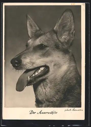 AK Der Auserwählte, Schäferhund