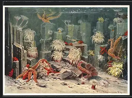 Künstler-AK Berlin, Aquarium, Basaltküste mit Hohltieren und Seesternen