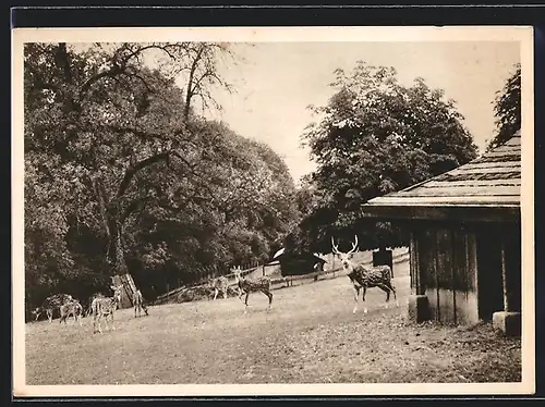 AK Zofingen, Partie im Hirschpark
