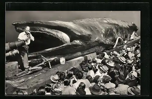 AK Riesen-Walfisch Jonas, Ausstellung