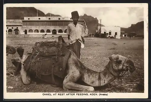 AK Aden, Camel at rest after feeding