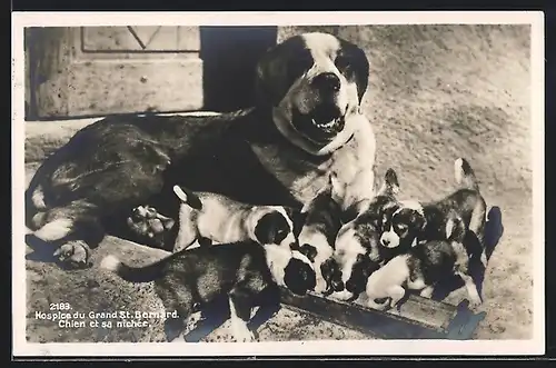 AK Grand St. Bernard, Chien et sa nichée