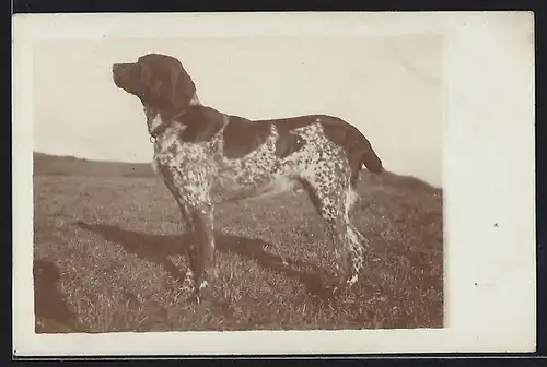 Foto-AK Jagdhund auf einer Wiese, Seitenportrait