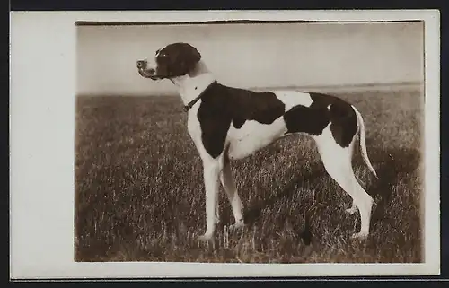 Foto-AK Schwarzweisser Jagdhund auf einer Wiese, Seitenportrait