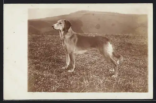 Foto-AK Jagdhund auf einer Wiese vor Bergkulisse, Seitenportrait