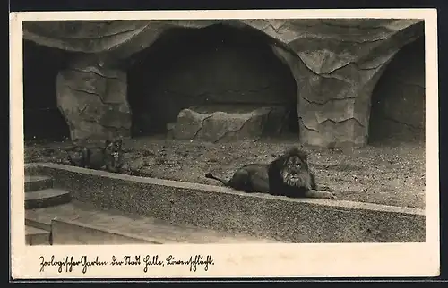AK Halle, Zoologischer Garten, Löwen in der Löwenschlucht