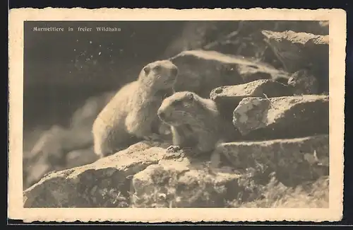 AK Murmeltiere in freier Wildbahn