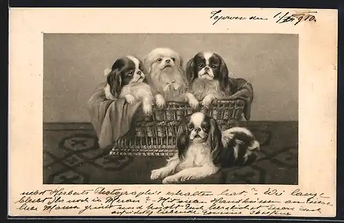 AK Pekinesenwelpen in einem Korb